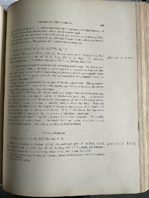Terebella grubei McIntosh, 1885 - Challenger Polychaete Scans of Book 294