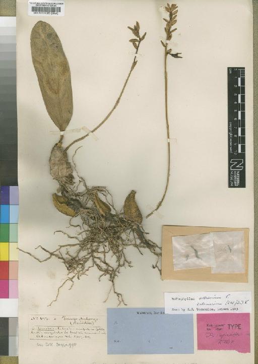 Bulbophyllum saltatorium var. calamarium (Lindl.) J.J.Verm. - BM000517430