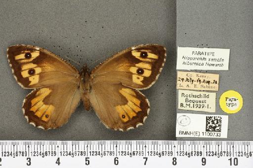 Hipparchia semele hibernica Howarth, 1971 - BMNHE_1100733_11824