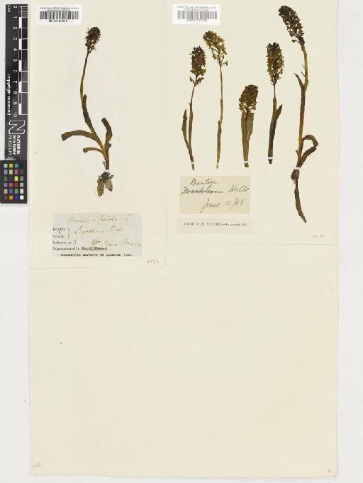 Neotinea ustulata (L.) R.M.Bateman, Pridgeon & M.W.Chase - BM001072031