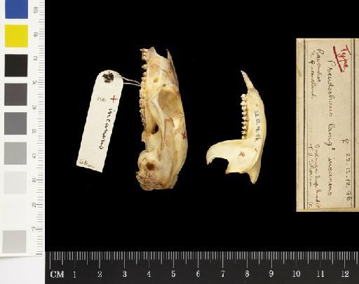 Pseudocheirus (Pseudocheirus) peregrinus - 1922.12.18.86_Skull_Lateral