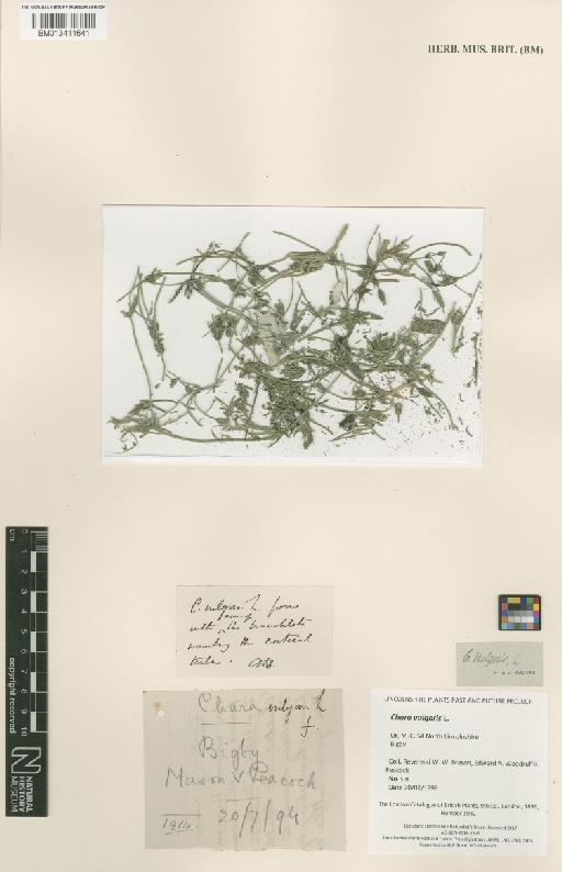 Chara vulgaris L. - BM013411641.tif