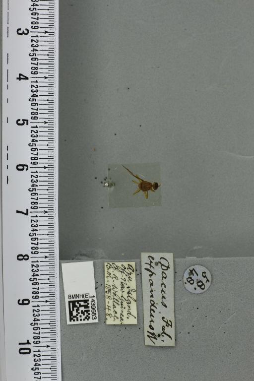 Bactrocera (Paratridacus) expandens (Walker, 1859) - BMNHE_1439683_35367