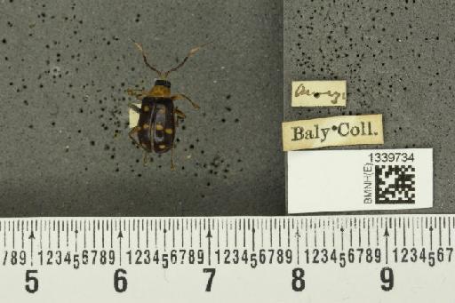 Aristobrotica angulicollis (Erichson, 1848) - BMNHE_1339734_23237