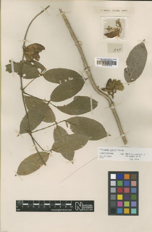 Clitoria selloi Benth. - BM000931612