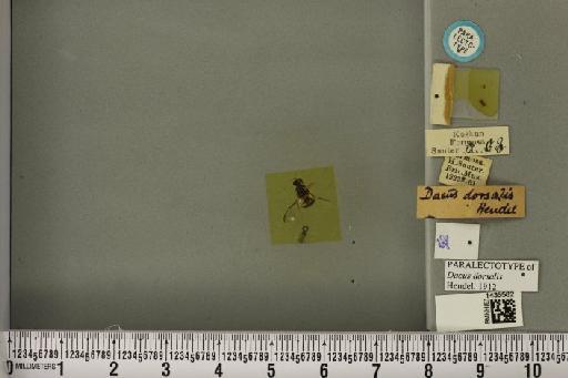 Bactrocera (Bactrocera) dorsalis (Hendel, 1912) - BMNHE_1435582_a_29571