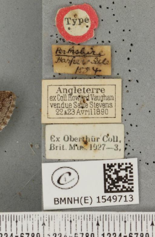 Achlya flavicornis scotica ab. nigrescens Houlbert, 1921 - BMNHE_1549713_label_239365