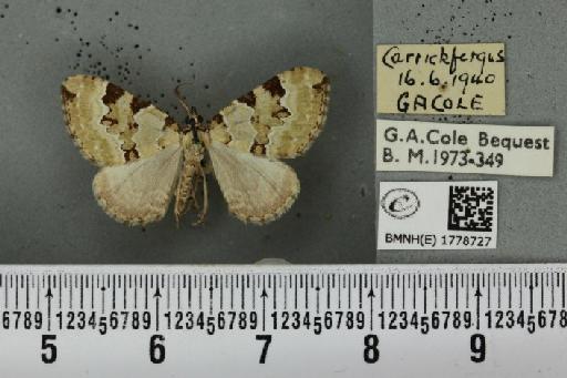 Colostygia pectinataria ab. albocincta Lempke, 1949 - BMNHE_1778727_354370