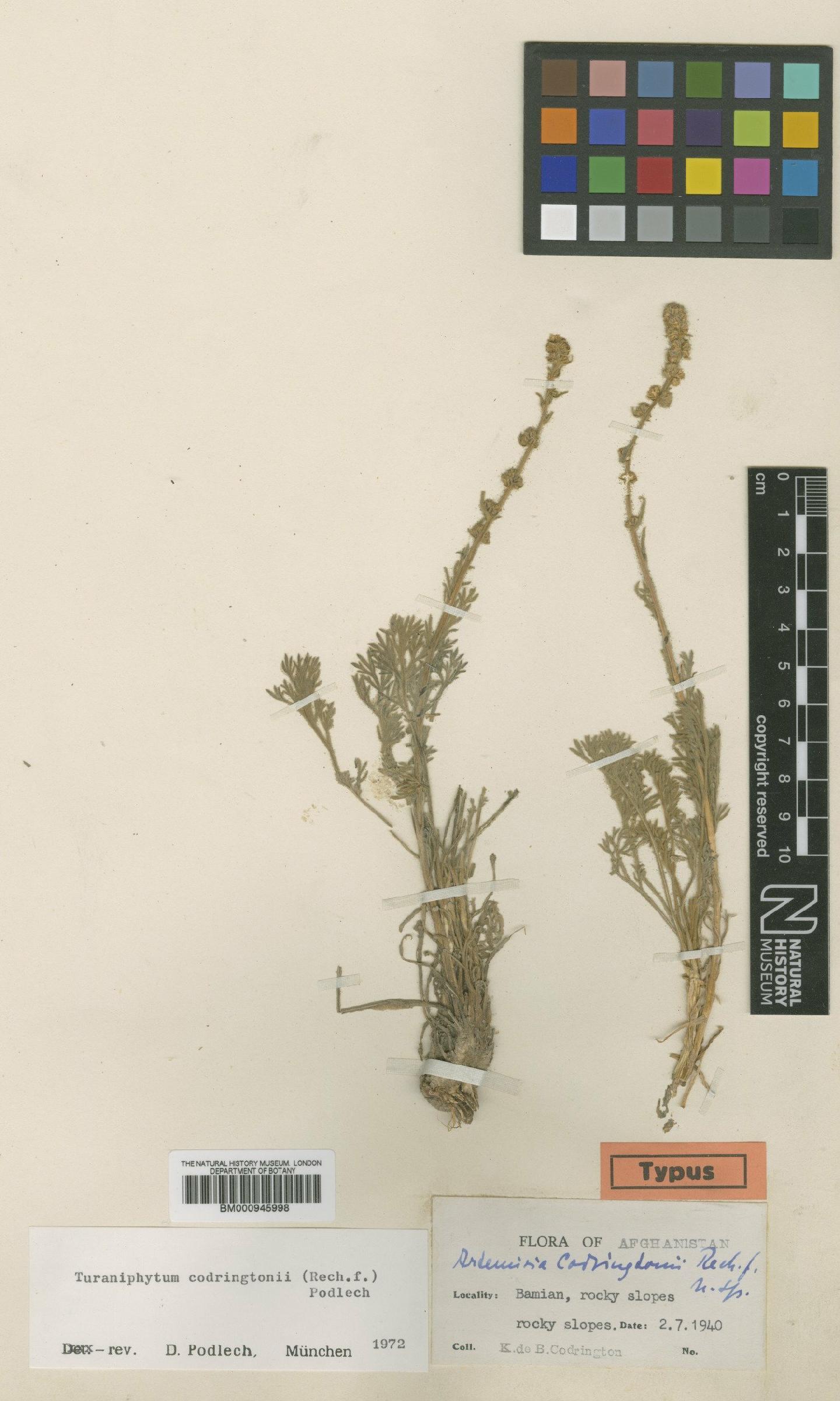 To NHMUK collection (Turaniphytum codringtonii (Rech.f.) Podlech; Type; NHMUK:ecatalogue:474358)