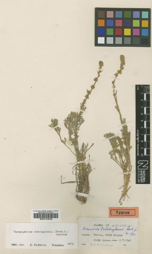 Turaniphytum codringtonii (Rech.f.) Podlech - BM000945998