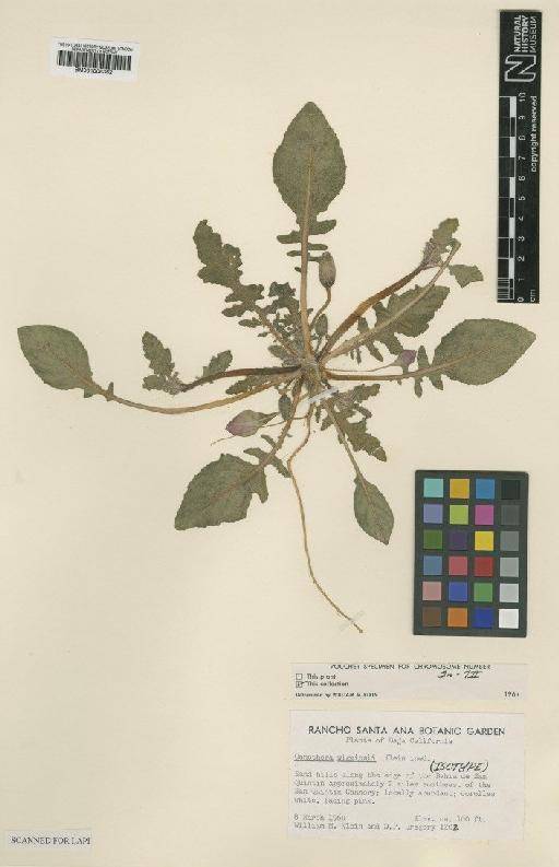 Oenothera wigginsii W.M.Klein - BM001008362