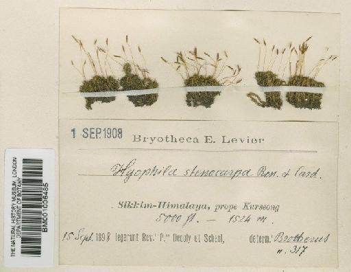 Hyophila involuta (Hook.) A.Jaeger - BM001006485 (2)