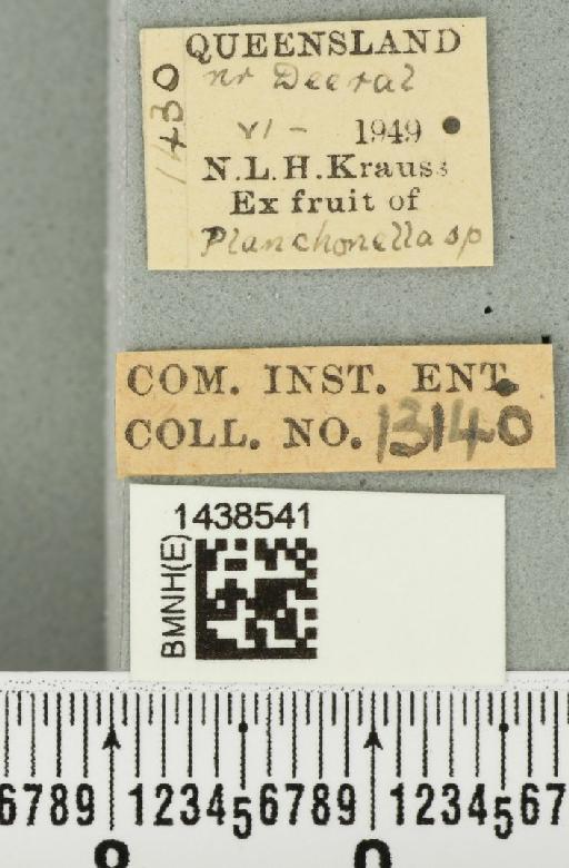 Bactrocera (Bactrocera) laticauda (Hardy, 1950) - BMNHE_1438541_label_32510