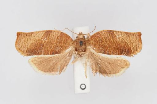 Archips longicellanus - Choristoneura_longicellanus_Walsingham_1900_Syntype_BMNH(E)#1055387_image001