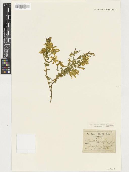 Genista tinctoria subsp. littoralis (Corb.) Rothm. - BM001037809