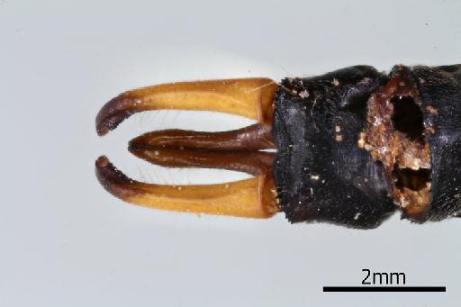 Onychogomphus kerri Fraser, 1933 - 013323540_Onychogomphus_kerri_Drosal_Genitalia_Holotype