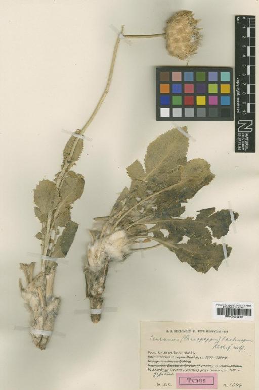 Centaurea lachnopus Rech.f. - BM000996206
