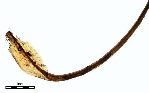 Syrrhopodon rupestris Mitt. - Syrrhopodon rupestris_BM000664442wholeleaf