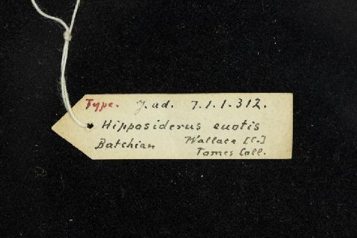 Hipposideros euotis Andersen, 1905 - 1907_1_1_312-Hipposideros_euotis-Type-Skull-label