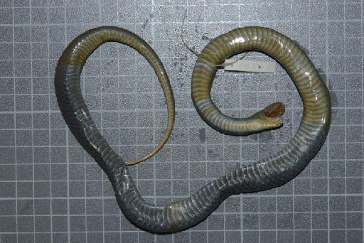 Liophis jaegeri - Image of specimen 1946.1.9.12 also registered as 1842.6.20.55