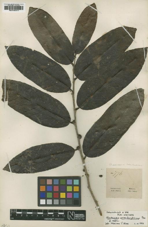 Chaetocarpus schomburgkianus (Kuntze) Pax & K.Hoffm. - BM000947473