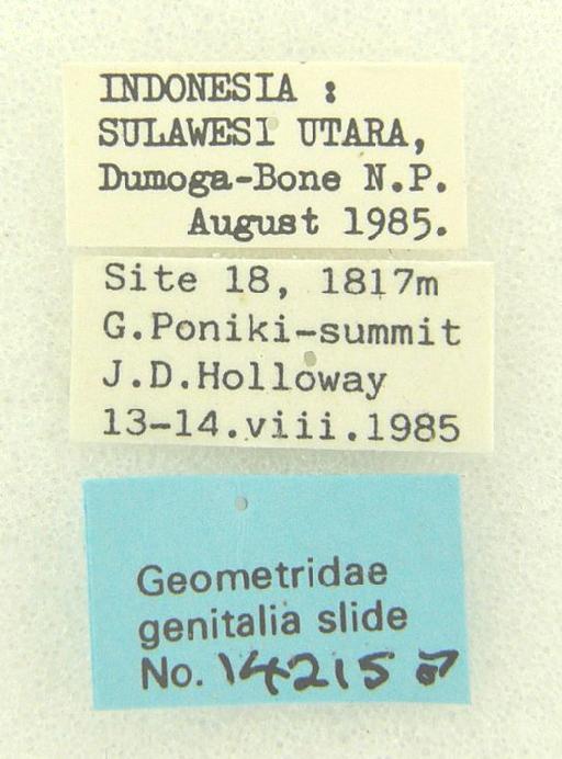 Ectropidia Warren, 1895 - Ectropidia sp 14215 labels