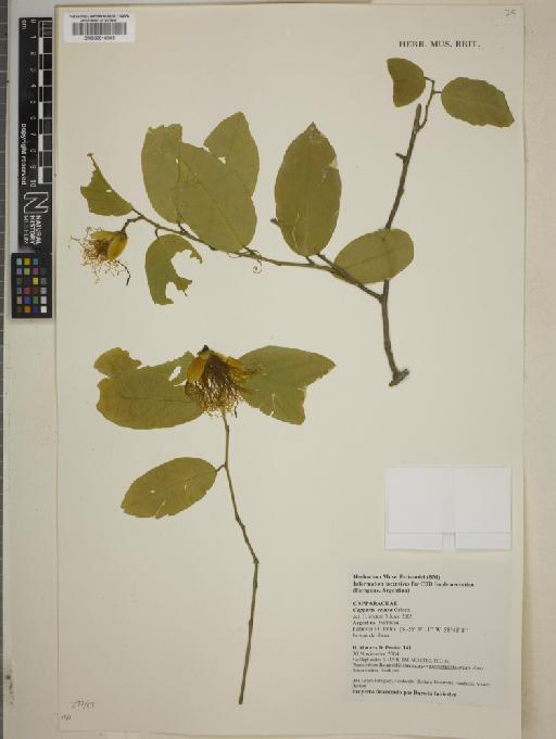 Capparis retusa Griseb. - BM000816805