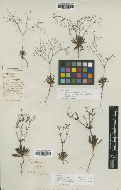 Oxytheca dendroidea Nutt. - BM001024632