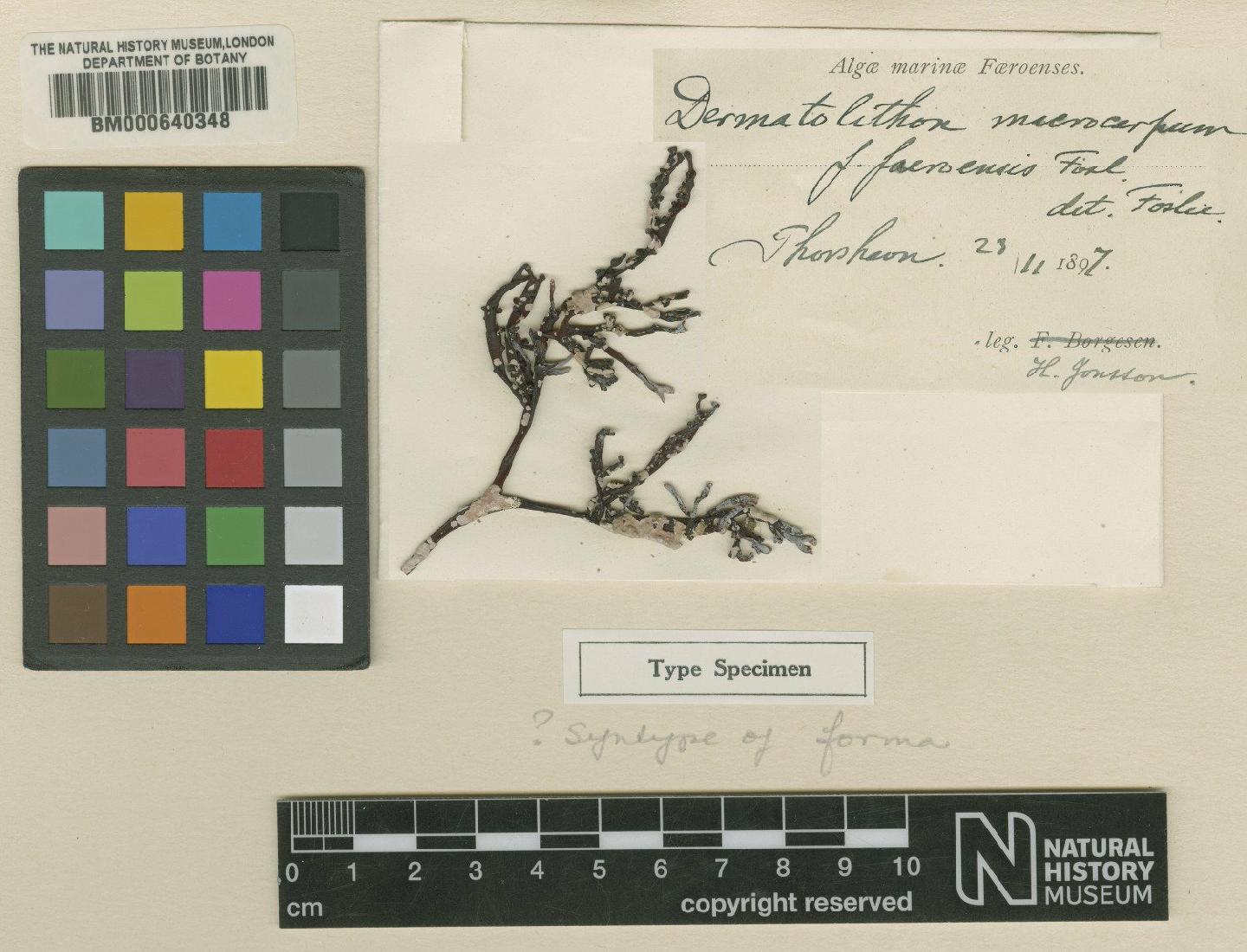 To NHMUK collection (Dermatolithon macrocarpum f. faeroensis Foslie; Syntype; NHMUK:ecatalogue:4792942)