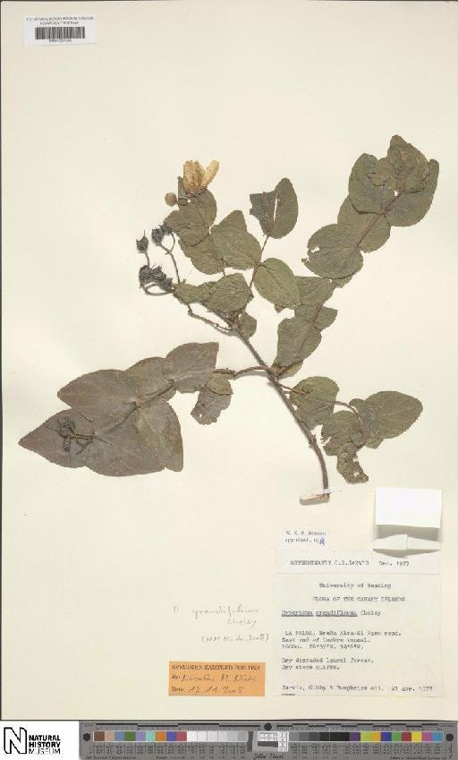 Hypericum grandifolium Choisy - BM001204396