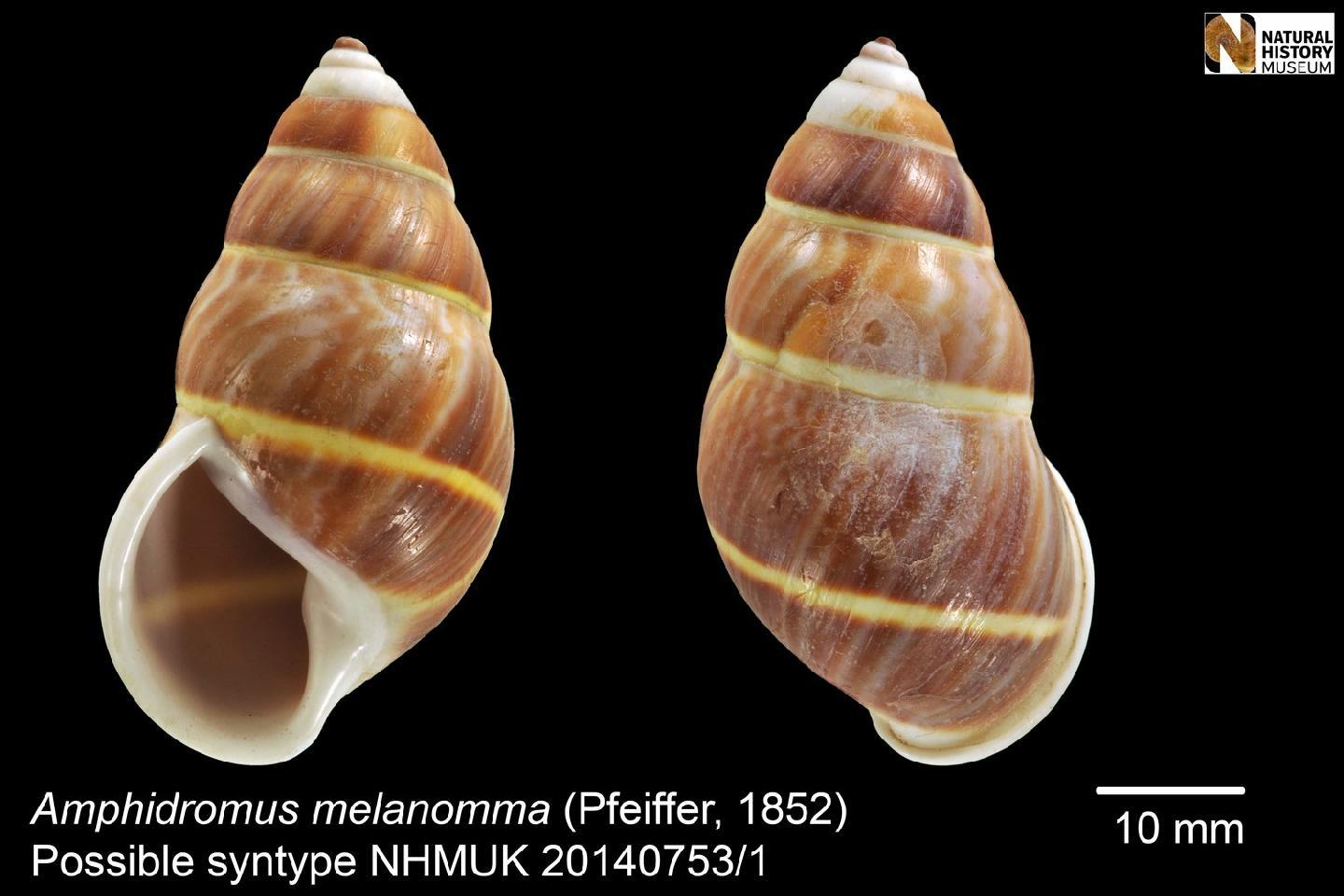 To NHMUK collection (Amphidromus melanomma (Pfeiffer, 1852); SYNTYPE; NHMUK:ecatalogue:4236256)