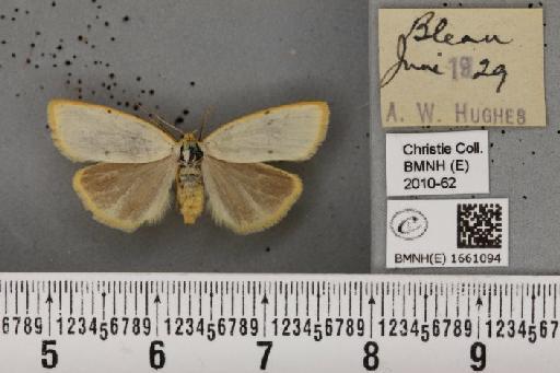 Cybosia mesomella (Linnaeus, 1758) - BMNHE_1661094_284797