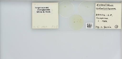 Isogonoceraia divergipennis White & Hodkinson, 1980 - 013482957_117198_1146273_157792_NonType_result