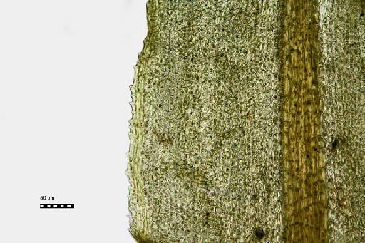 Calymperes pallidum Mitt. - BM000555461-Calymperes_pallidum-margin_chlorophyllose_lamina