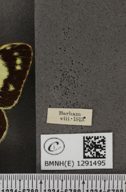 Colias croceus f. helice Hübner, 1779 - BMNHE_1291495_label_126721