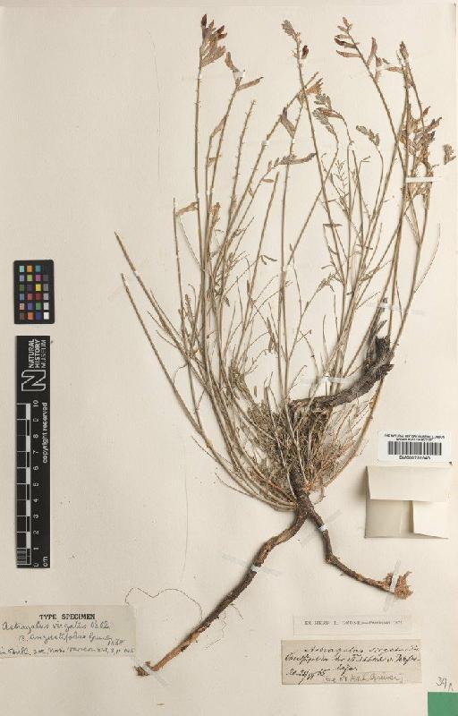 Astragalus varius S.G.Gmel. - BM000751040