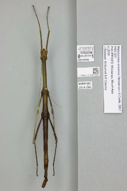 Matutumetes amoenus Hennemann & Conle, 2007 - 012497206_72638_87594