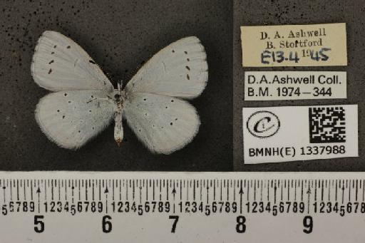 Celastrina argiolus britanna (Verity, 1919) - BMNHE_1337988_145605