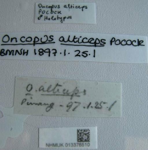 Oncopus alticeps Pocock, 1897 - 013376510 Oncopus alticeps labels