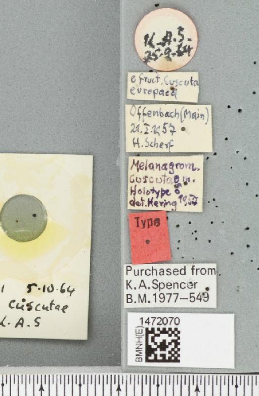 Melanagromyza cuscutae Hering, 1958 - BMNHE_1472070_a_label_45390