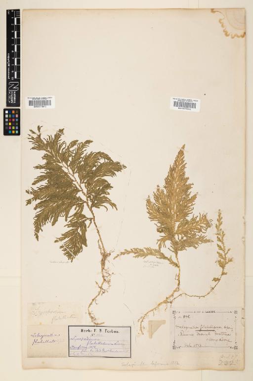 Selaginella biformis A.Braun ex Kuhn - 000779642
