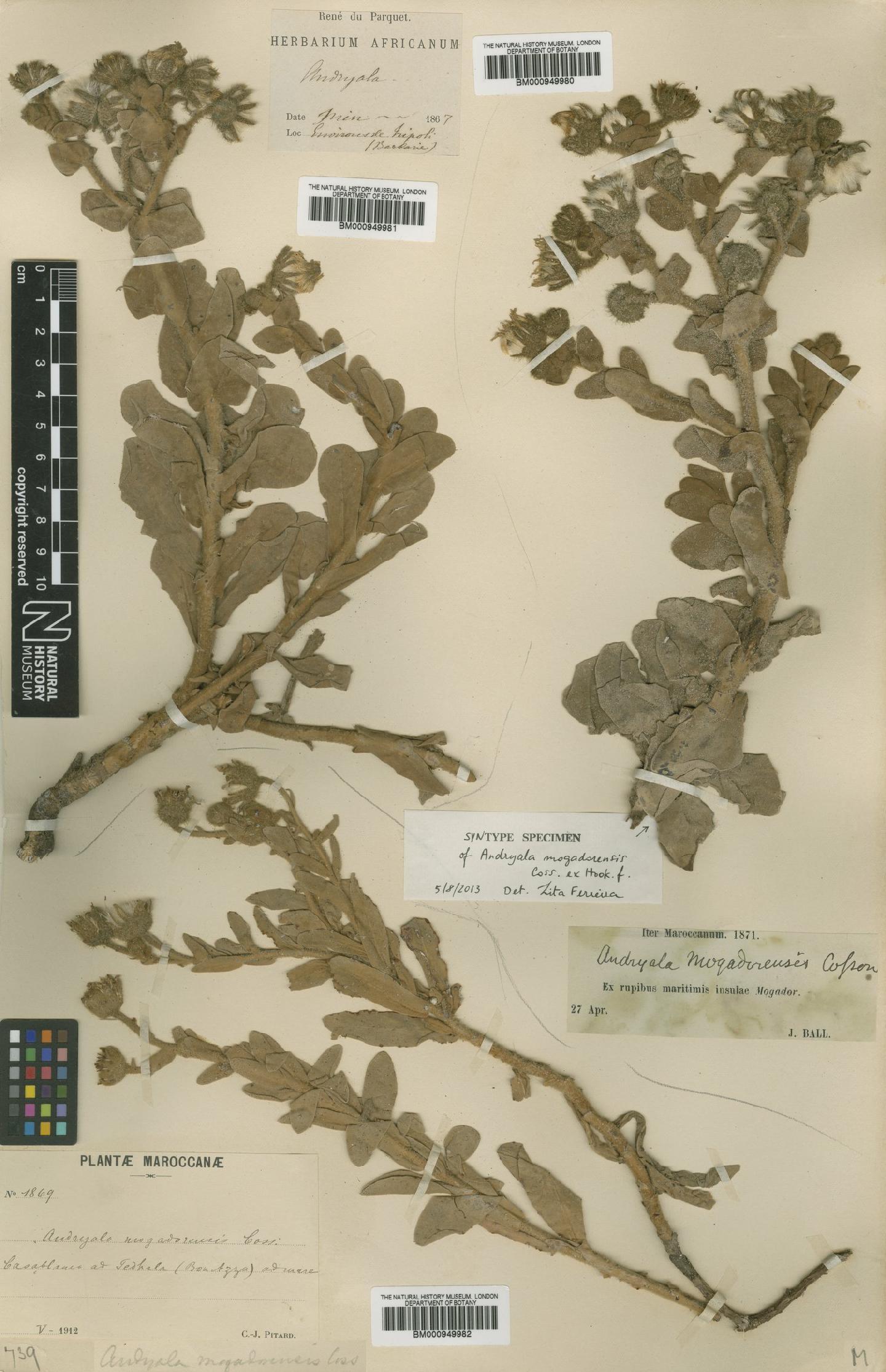 To NHMUK collection (Andryala mogadorensis Coss. ex Hook.f.; NHMUK:ecatalogue:2779719)