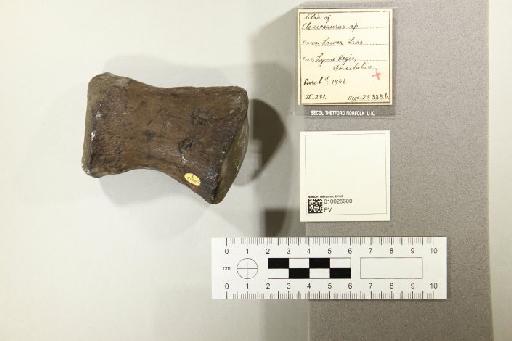 Plesiosaurus De la Beche & Conybeare, 1821 - 010025600_L010221590