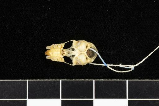 Rhinolophus cornutus pumilus K. Andersen, 1905 - 1902_10_7_18-Rhinolophus_cornutus_pumilus-Holotype-Skull-occlusal