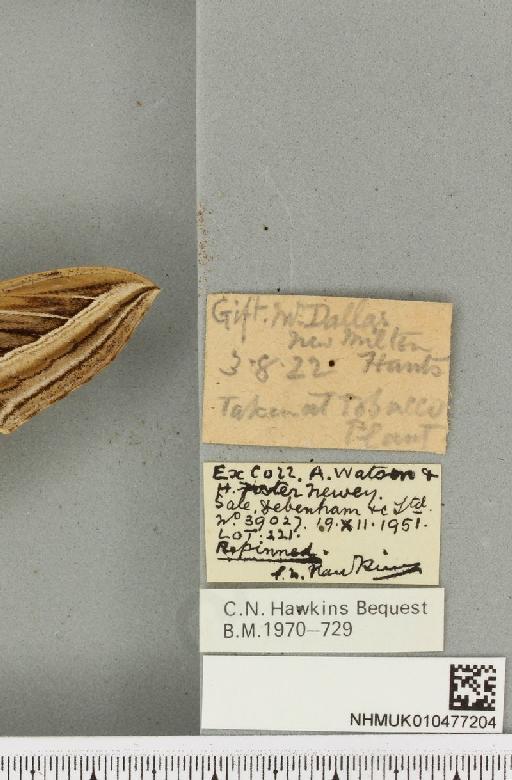 Hippotion celerio (Linnaeus, 1758) - NHMUK_010477204_label_534808