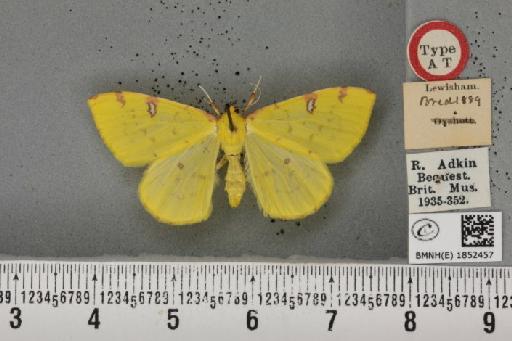 Opisthograptis luteolata ab. apicolutea Cockayne, 1950 - BMNHE_1852457_428027