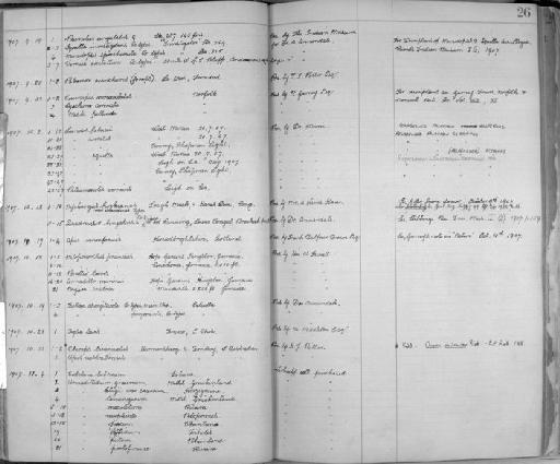 Squilla investigatoris Lloyd, 1907 - Zoology Accessions Register: Crustacea: 1905 - 1935: page 26