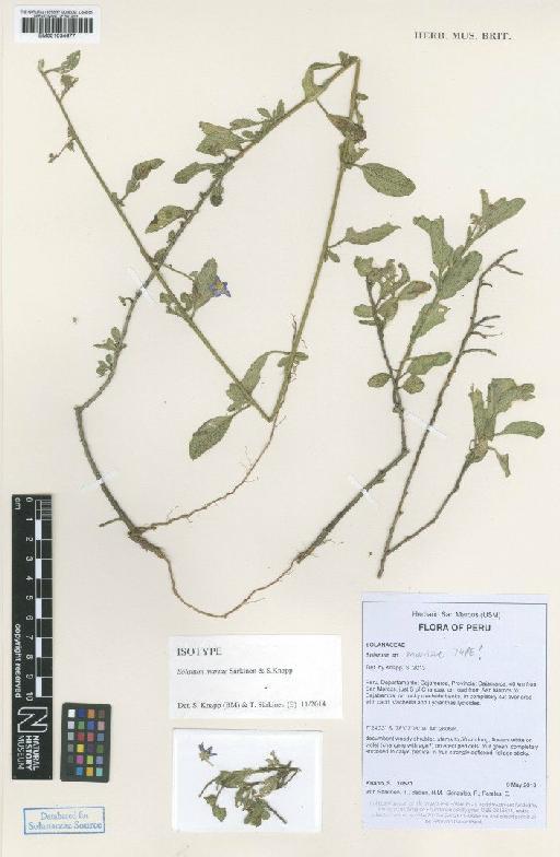 Solanum mariae Särkinen & S.Knapp - BM001034677