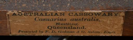 Casuarius casuarius johnsonii Muller (1866) - plinth label