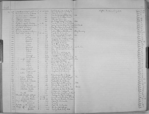 Eptesicus verecundus Chasen, 1940 - Zoology Accessions Register: Mammals: 1937 - 1951: page 179